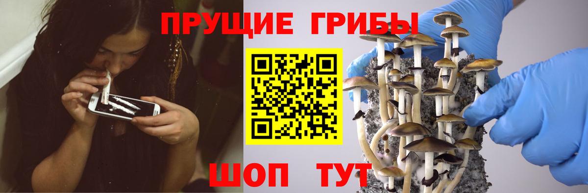 Псилоцибиновые грибы прущие грибы Астрахань